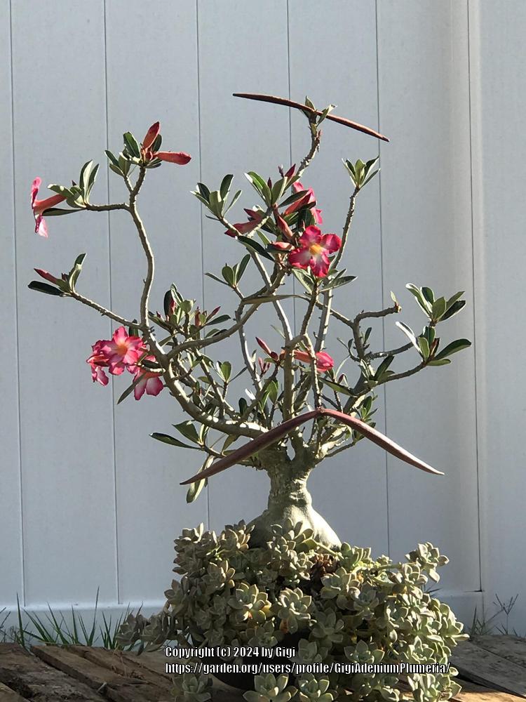 Photo of Desert Rose (Adenium obesum) uploaded by GigiAdeniumPlumeria