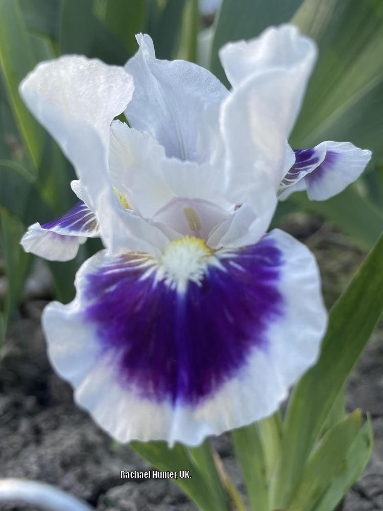 Photo of Standard Dwarf Bearded Iris (Iris 'Riveting') uploaded by RachaelHunter