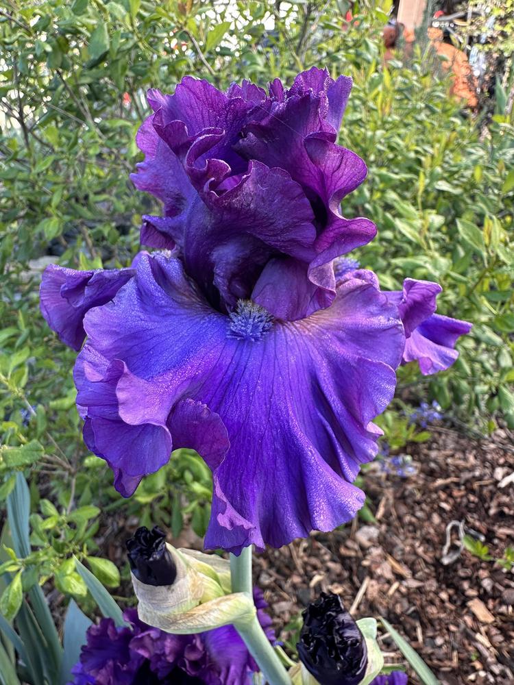 Photo of Tall Bearded Iris (Iris 'Grand Noble') uploaded by TNLaura