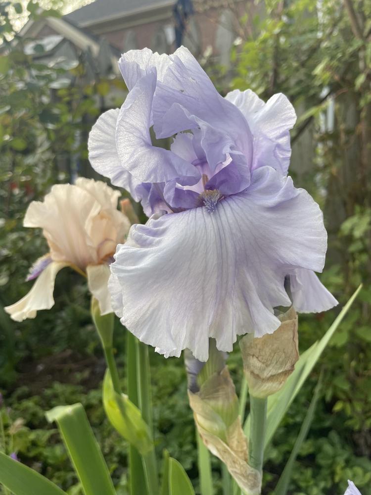 Photo of Tall Bearded Iris (Iris 'Coastal Memories') uploaded by dana