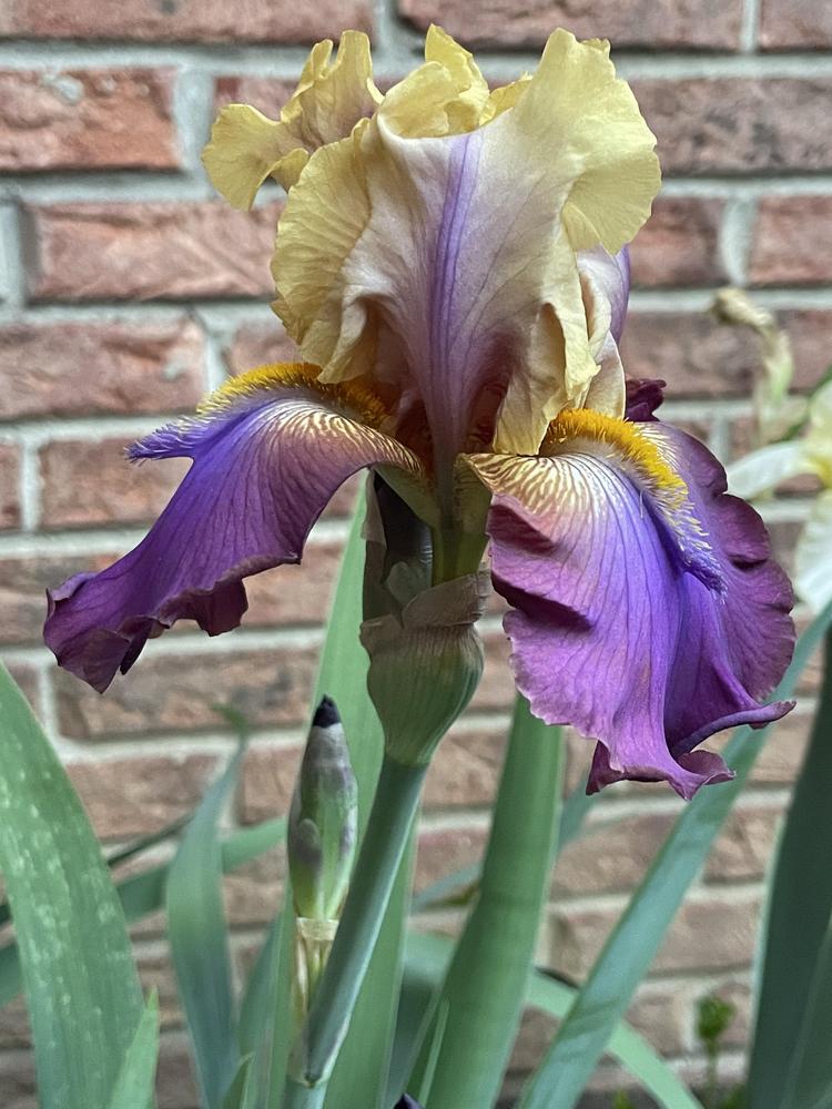 Photo of Tall Bearded Iris (Iris 'Trillion') uploaded by dana