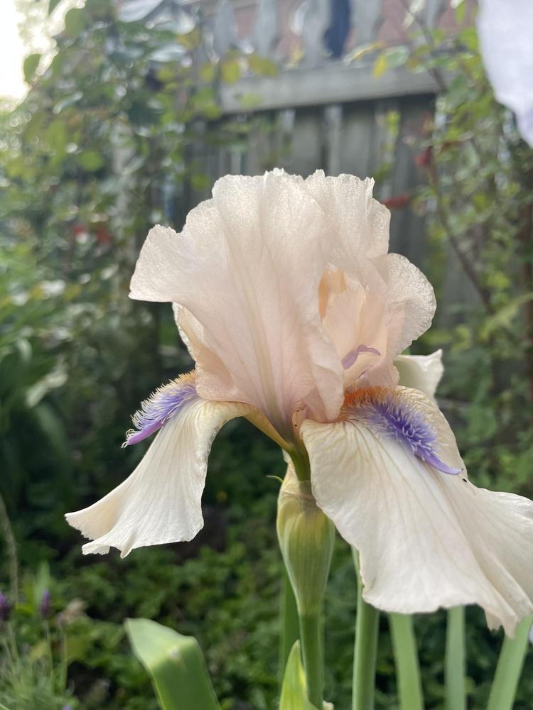 Photo of Intermediate Bearded Iris (Iris 'Concertina') uploaded by dana
