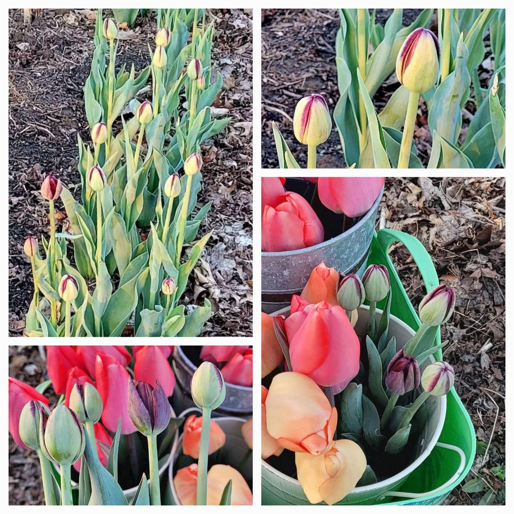 Photo of Double Late Tulip (Tulipa 'Black Hero') uploaded by dnrevel