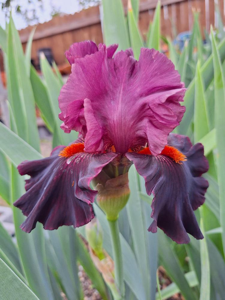 Photo of Tall Bearded Iris (Iris 'Fiery Temper') uploaded by javaMom