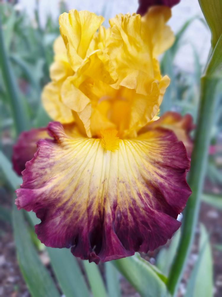 Photo of Tall Bearded Iris (Iris 'Summer Shadow') uploaded by javaMom