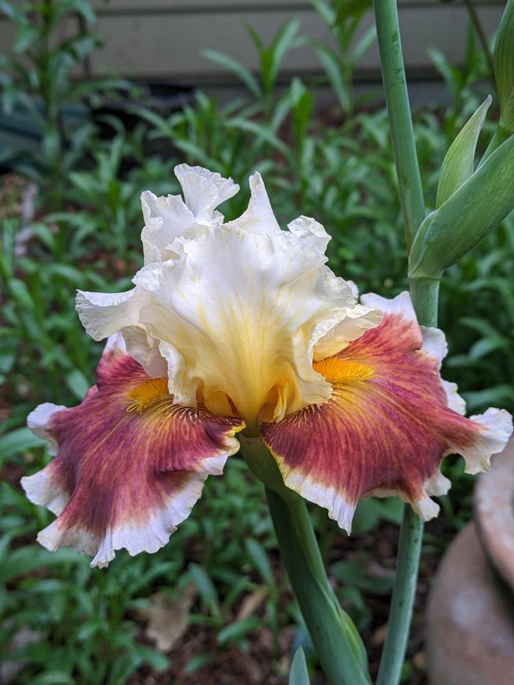 Photo of Tall Bearded Iris (Iris 'Ignite the Light') uploaded by DixieSwede
