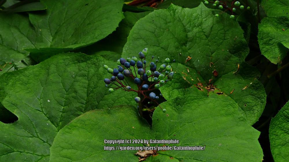 Photo of Umbrella Leaf (Diphylleia sinensis) uploaded by Galanthophile