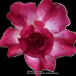Location: My garden in Tampa, Florida
Date: 2024-04-26
My seedgrown desert rose.