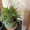 Ocean spider plant with bloom and pups