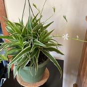 Ocean spider plant with bloom and pups
