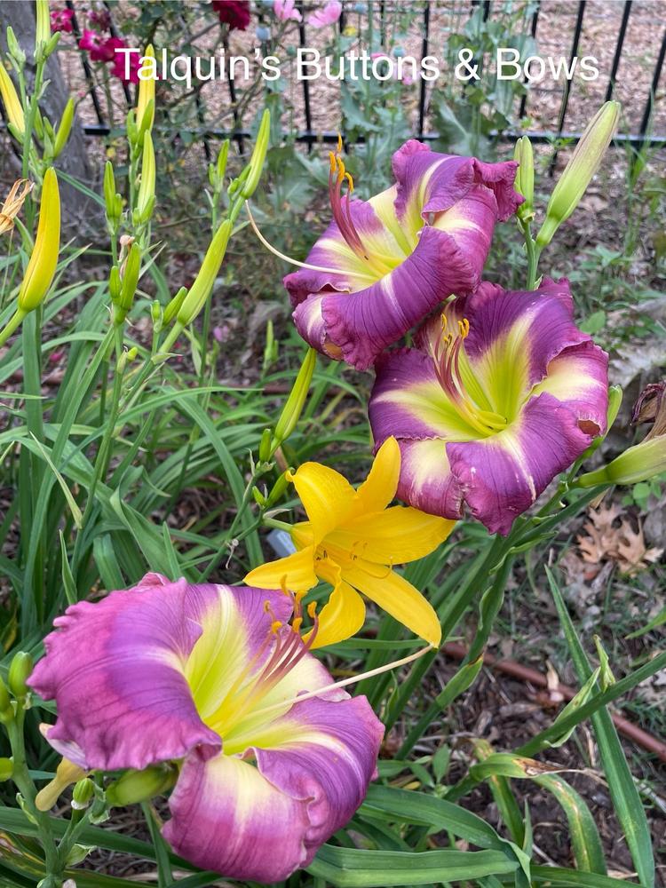 Photo of Daylily (Hemerocallis 'Talquin's Buttons and Bows') uploaded by SouthTexasGardener