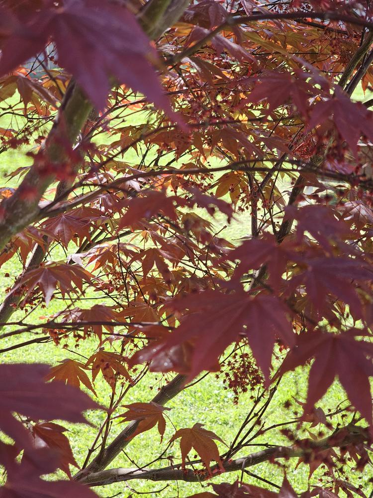 Photo of Japanese Maple (Acer palmatum var. amoenum 'Bloodgood') uploaded by fryarcathy