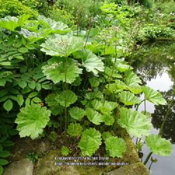 Location: Bide A Wee cottage garden, Northumberland UK
Date: 2018-06-02