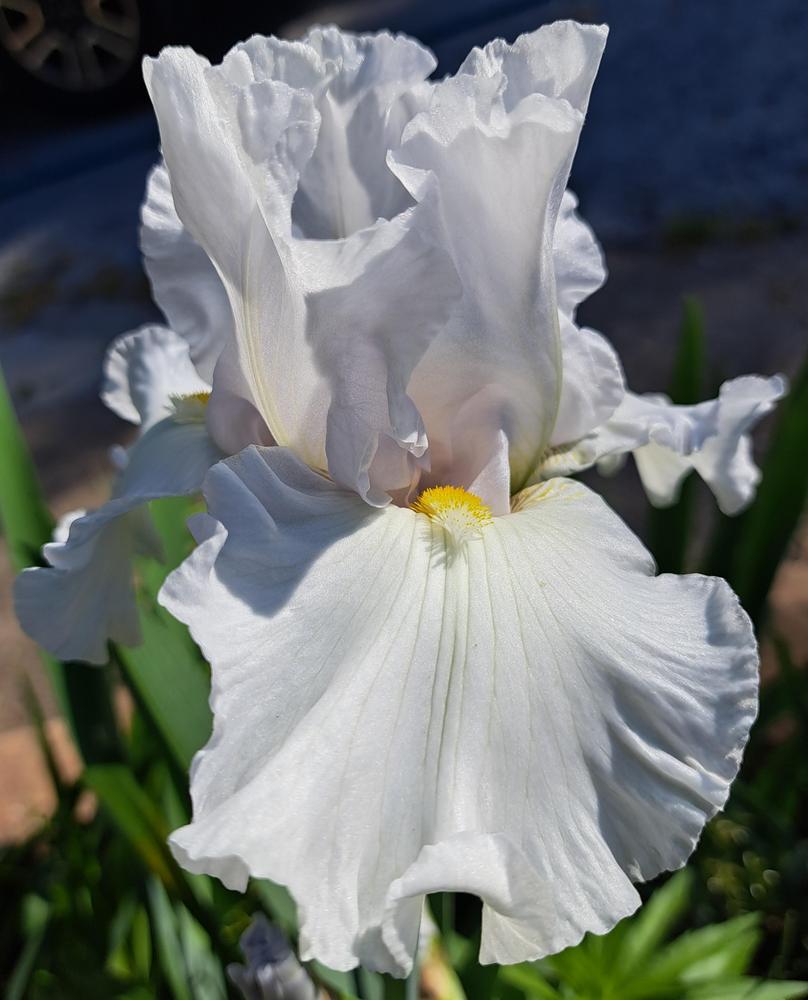 Photo of Tall Bearded Iris (Iris 'Coconut Ruffles Returns') uploaded by BlueRidgeGardener23