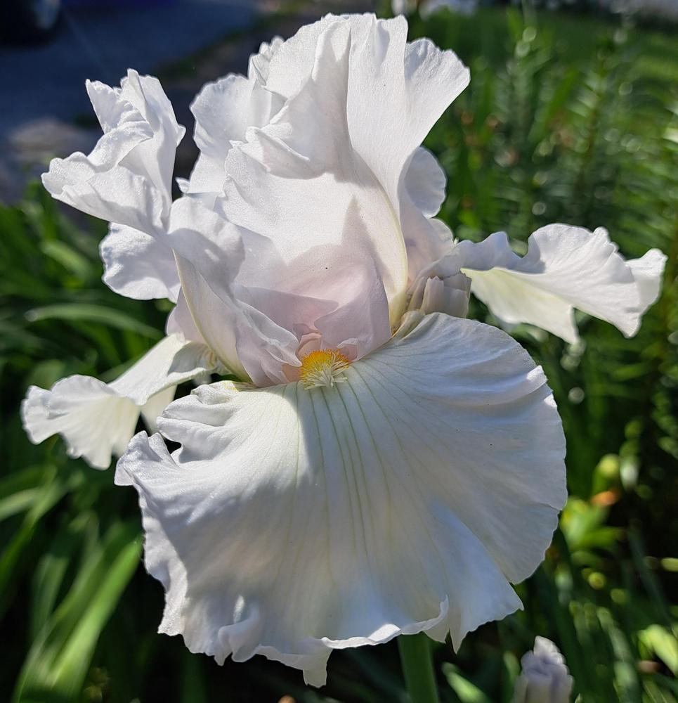 Photo of Tall Bearded Iris (Iris 'Coconut Ruffles Returns') uploaded by BlueRidgeGardener23