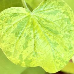 Location: Wilmington, Delaware USA
Date: 2024-04-28
Variegated leaf of - Ipomoea purpurea Japanese cultivar