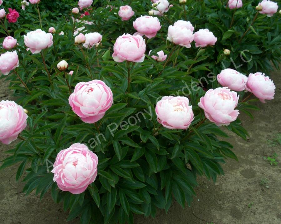 Photo of Chinese Peony (Paeonia lactifora 'Mrs. Franklin D. Roosevelt') uploaded by Joy