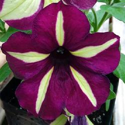 Location: Eagle Bay, New York
Date: 2024-04-28
Petunia Crazytunia® Frisky Purple