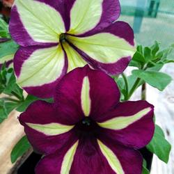 Location: Eagle Bay, New York
Date: 2024-04-28
Petunia Crazytunia® Frisky Purple blooms