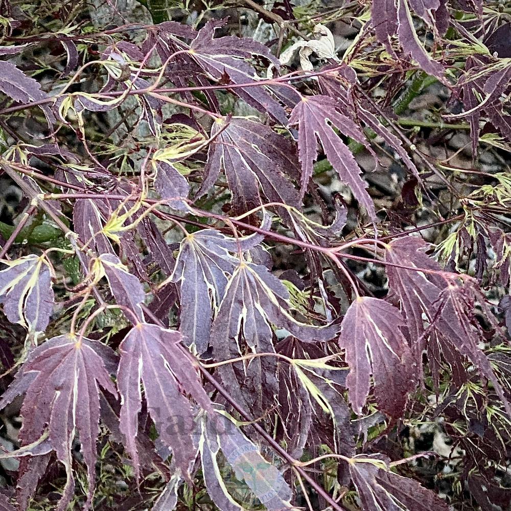 Photo of Japanese Maple (Acer palmatum 'Manyo-no-sato') uploaded by springcolor