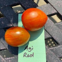 Location: Sioux Falls, South Dakota
Date: 2021 Summer
Agi Red tomato - CElisabeth