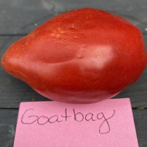Goatbag Tomato - CElisabeth