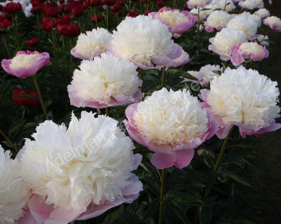 Photo of Peony (Paeonia lactiflora 'Touch of Class') uploaded by Joy