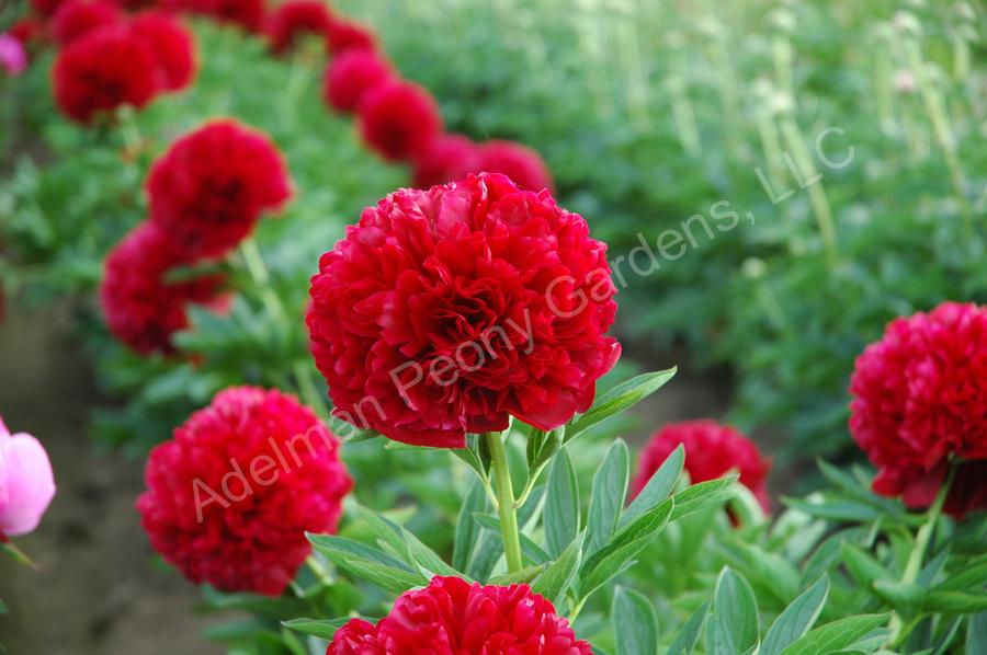 Photo of Peony (Paeonia 'Red Grace') uploaded by Joy