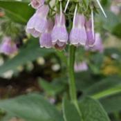 Common Comfrey # 262 nn; LHB page 836, 174-11-1, "Greek for 'grow