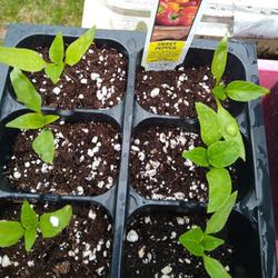 Location: Eagle Bay, New York
Date: 2024-04-28
Sweet Pepper (Capsicum annuum 'Lunchbox Mix')  seedlings