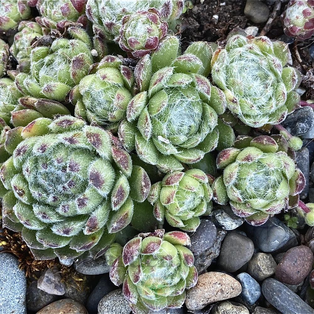 Photo of Hen and Chicks (Sempervivum 'Sugary') uploaded by springcolor