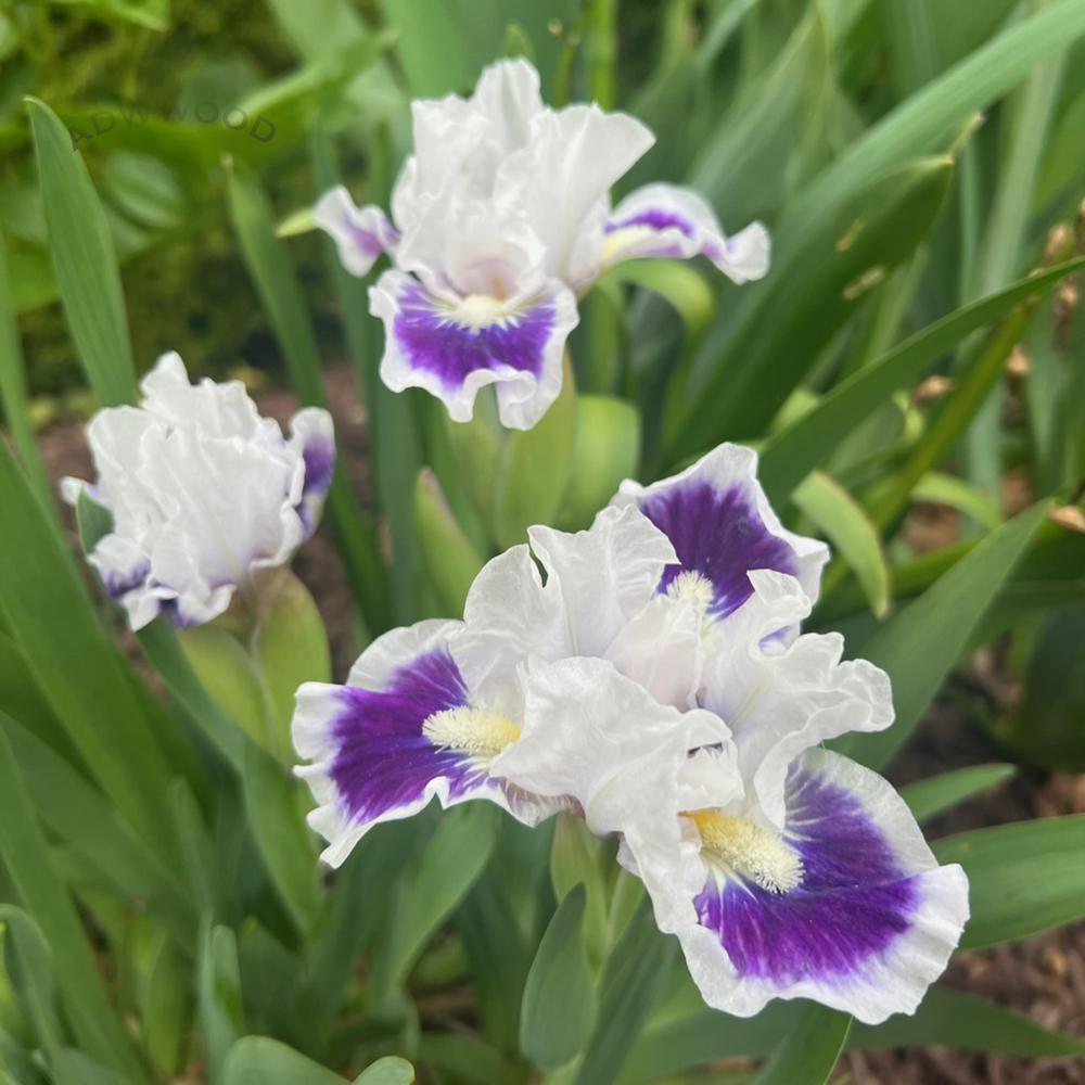 Photo of Standard Dwarf Bearded Iris (Iris 'Riveting') uploaded by ADWWood