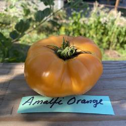 Location: Sioux Falls, South Dakota
Date: Summer 2022
Amalfi Orange Tomato - CElisabeth
