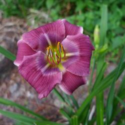 Location: Statesboro, Georgia
Date: 2024-04-30
first-ever bloom in my garden