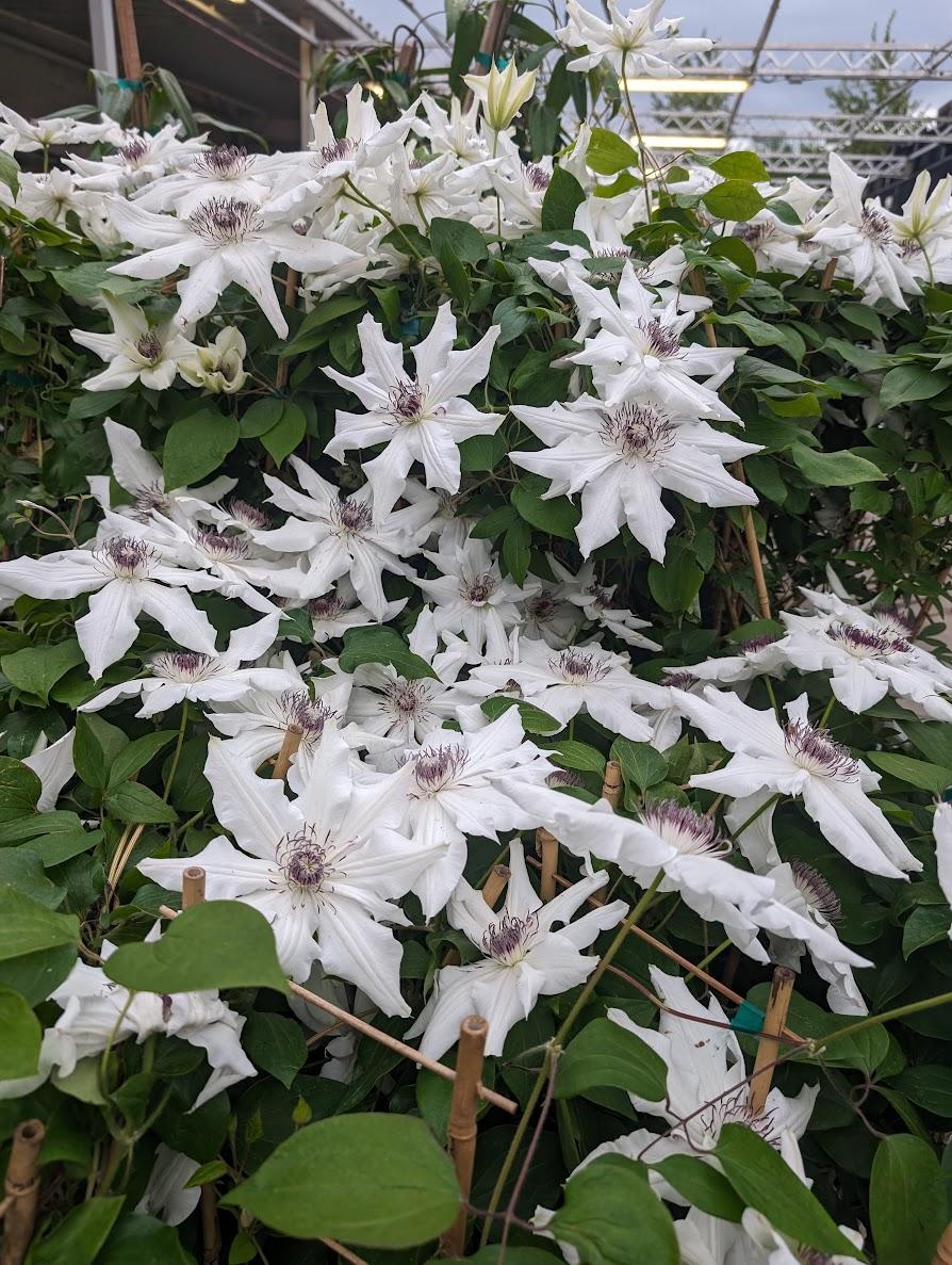 Photo of Clematis 'Henryi' uploaded by Joy