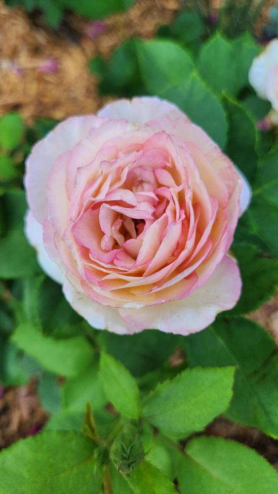 Photo of Rose (Rosa 'Marc Chagall') uploaded by LandscapeGA8b