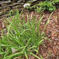 Location: Southern Pines, NC (Boyd House garden)
Date: April 28, 2024
Garlic Chives # 2643 nn; LHB p. 245, 35-2-4, "Latin name for garl