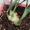 Garden Onion (Allium cepa 'Early Yellow Globe') re-rooted, replan