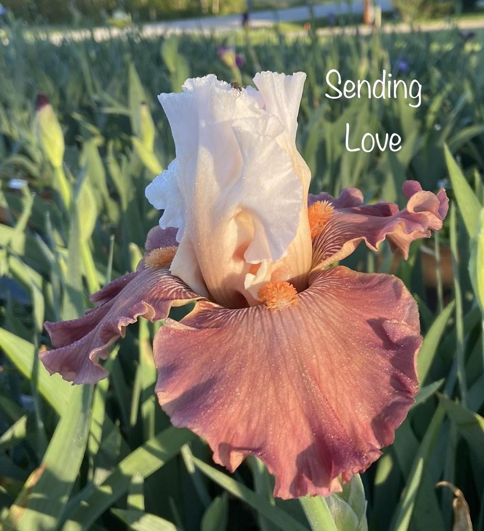 Photo of Tall Bearded Iris (Iris 'Sending Love') uploaded by amberjewel