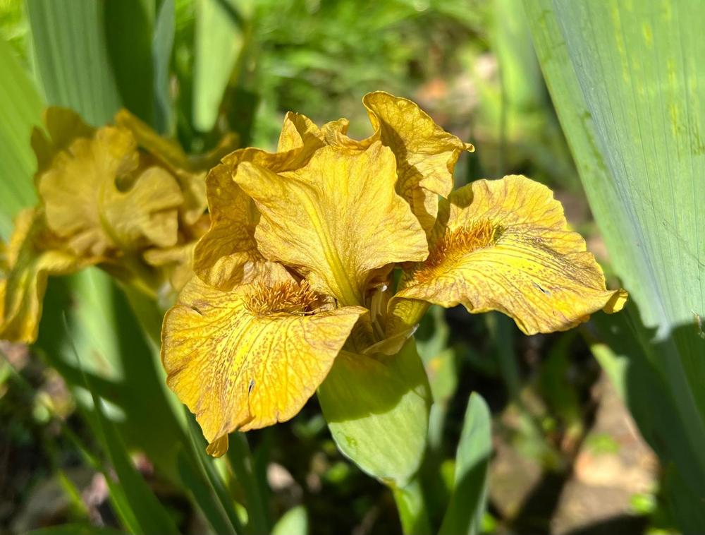 Photo of Standard Dwarf Bearded Iris (Iris 'Snickers') uploaded by cliftoncat
