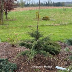 Location: Clinton, Michigan 49236
Date: 2024-04-27
Juniperus squamata 'Holger' 24W17 Singleseed Juniper R3- (Holger 