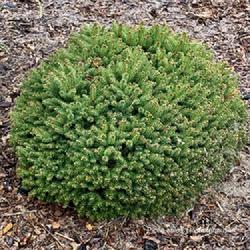 Location: Clinton, Michigan 49236
Date: 2024-04-27
Picea abies 'Hildburghausen' 24W17 Norway R3- (G. Bohme, Germany 