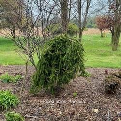 Location: Clinton, Michigan 49236
Date: 2024-04-27
Picea abies 'Pendula' 24W17 Norway R2- (Weeping Spruce) Weeping N