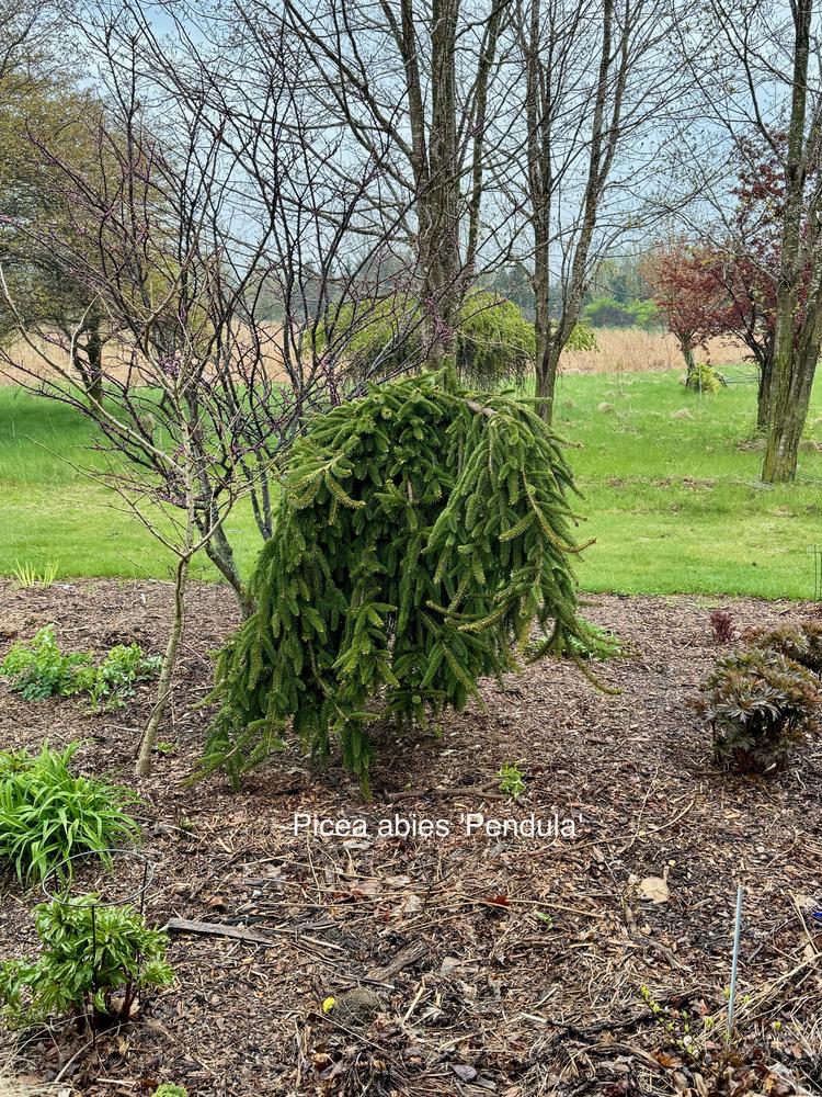 Photo of Weeping Norway Spruce (Picea abies 'Pendula') uploaded by frankrichards16