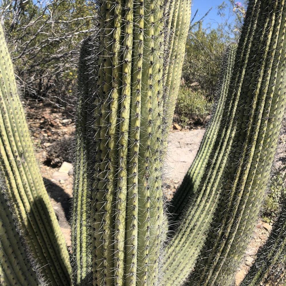 Photo of Organ Pipe Cactus (Stenocereus thurberi) uploaded by sedumzz