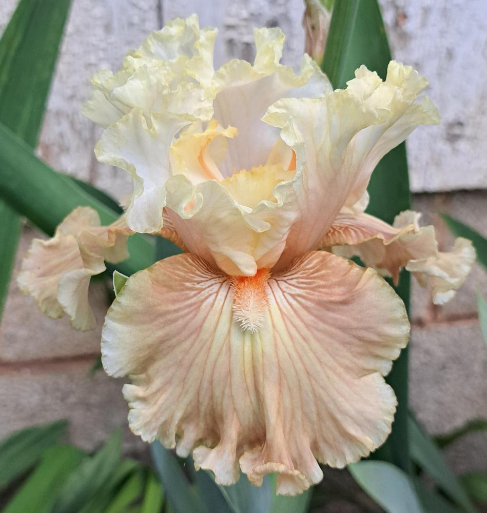Photo of Tall Bearded Iris (Iris 'Australian Rosé') uploaded by BlueRidgeGardener23