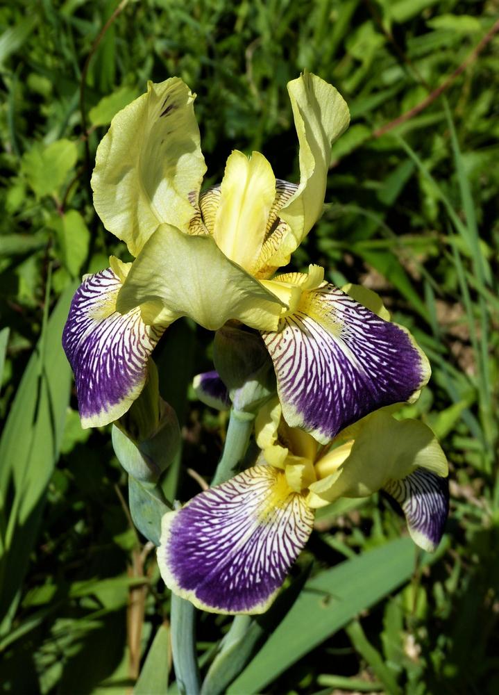 Photo of Intermediate Bearded Iris (Iris 'Loreley') uploaded by CarolDravenack