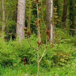 Location: Howick Hall gardens, Northumberland, England UK 
Date: 2024-04-29
Sorbus harrowiana