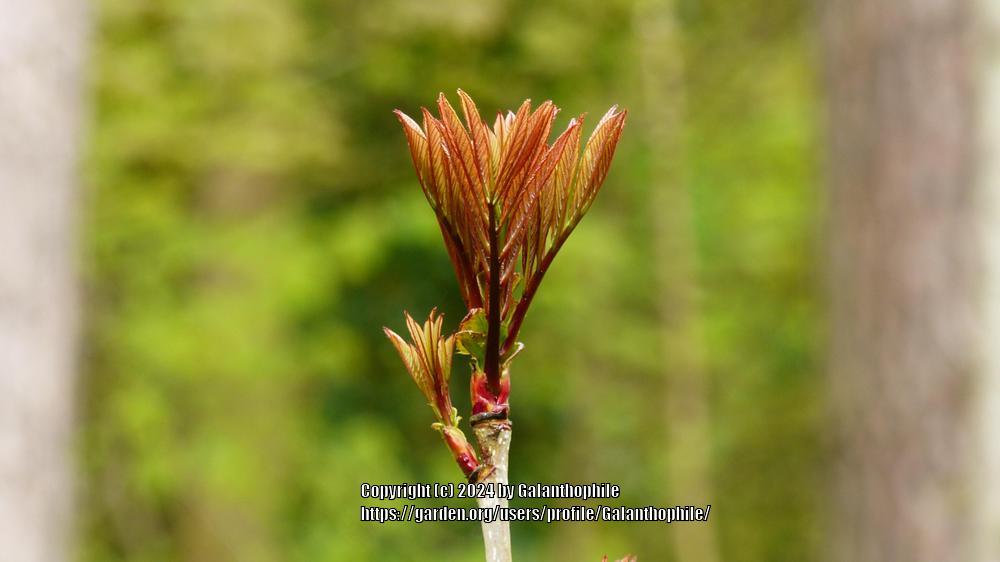 Photo of Rowan (Sorbus harrowiana) uploaded by Galanthophile