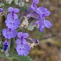 Location: Aberdeen, NC (South Sycamore street)
Date: May 1, 2024
Russian sage # 266 nn; LHB p. 859, 176-19-1 ( Synonym: Perovskia 